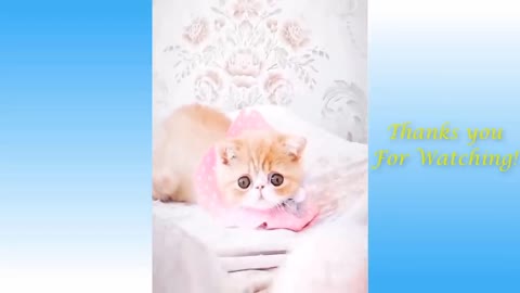 FUNNY AND CUTE'S CATS LIFE-CATS AND OWNER