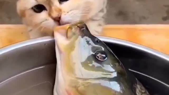 Very beautiful this cat with fish