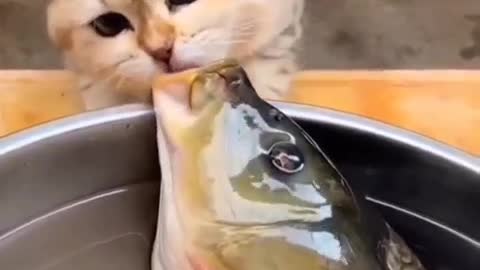 Very beautiful this cat with fish