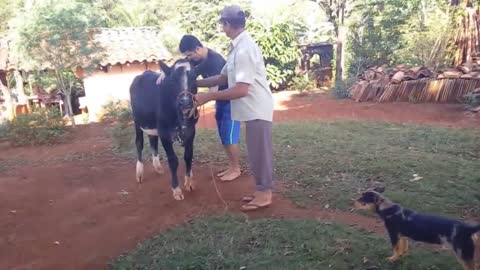 cawboy, the mount that gave bad kkkk