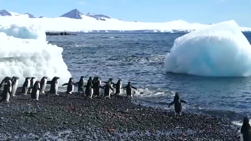 Penguins Beach Party