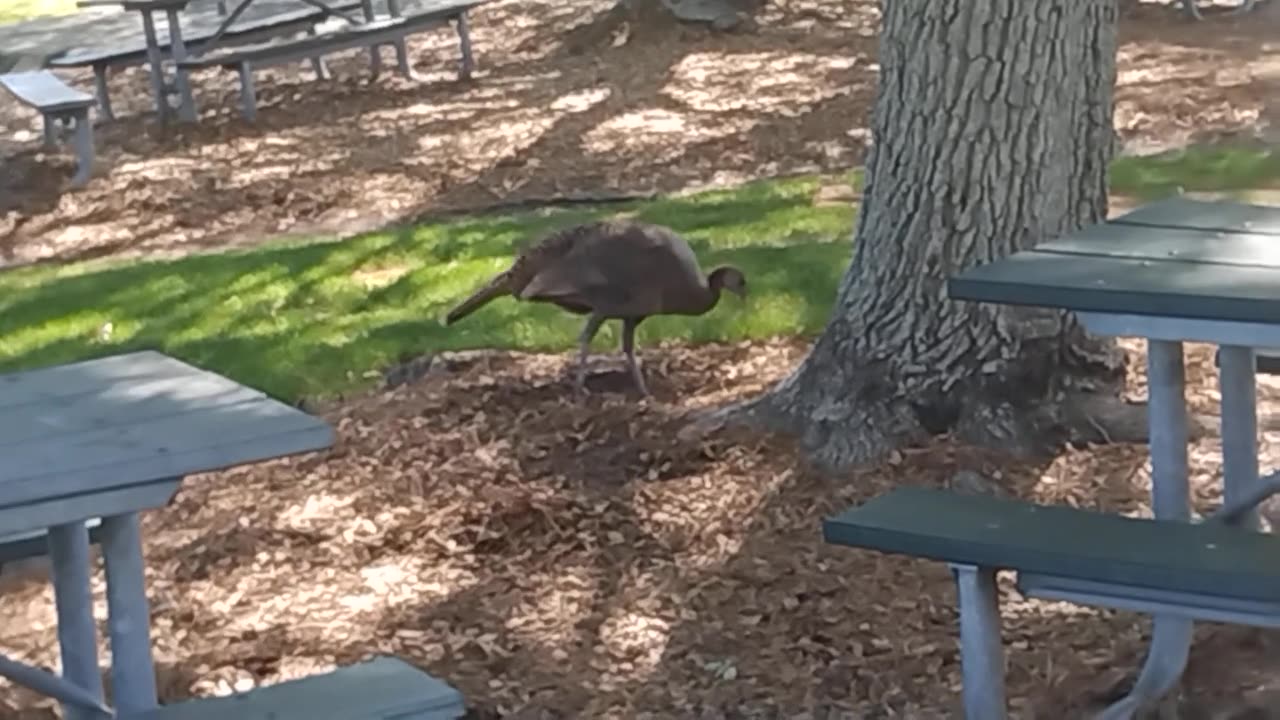 Turkey Roaming Around Video 2