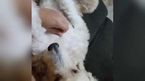 How to calm your dog. Incredible!!!!