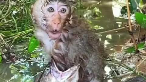 Fish attempting to eat a monkey..#shorts #shortsvideo #video #viral