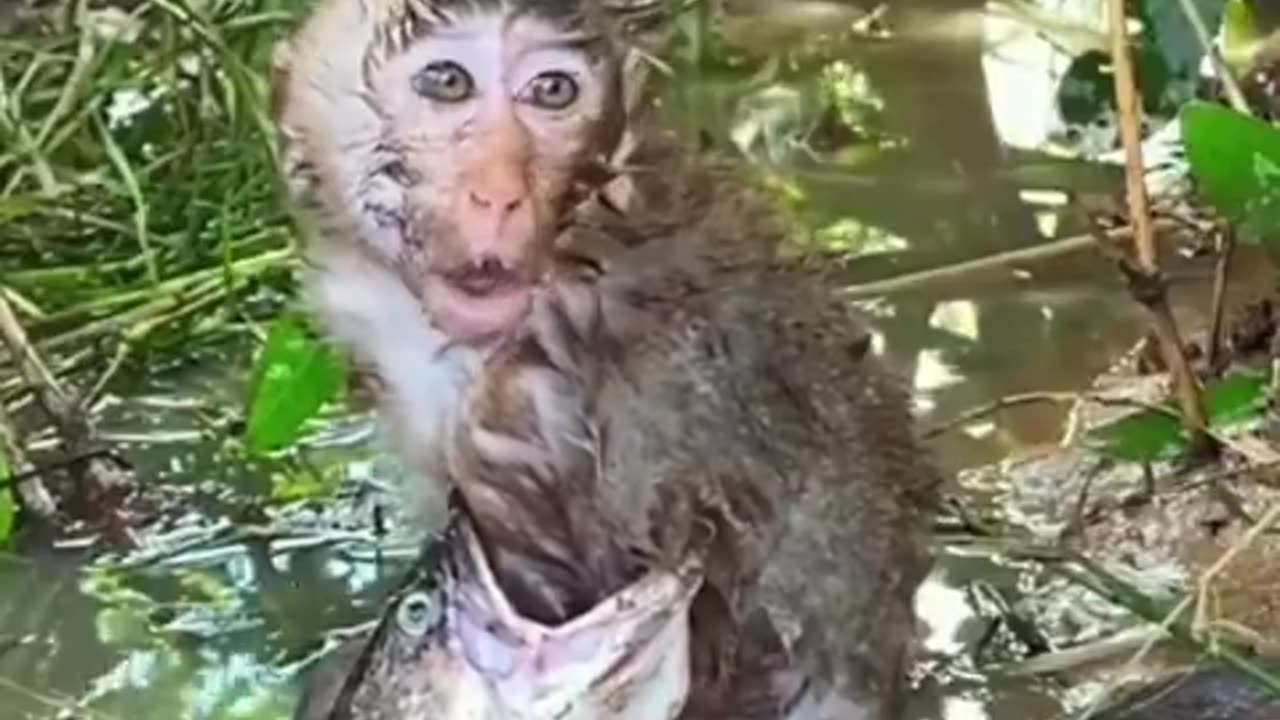 Fish attempting to eat a monkey..#shorts #shortsvideo #video #viral