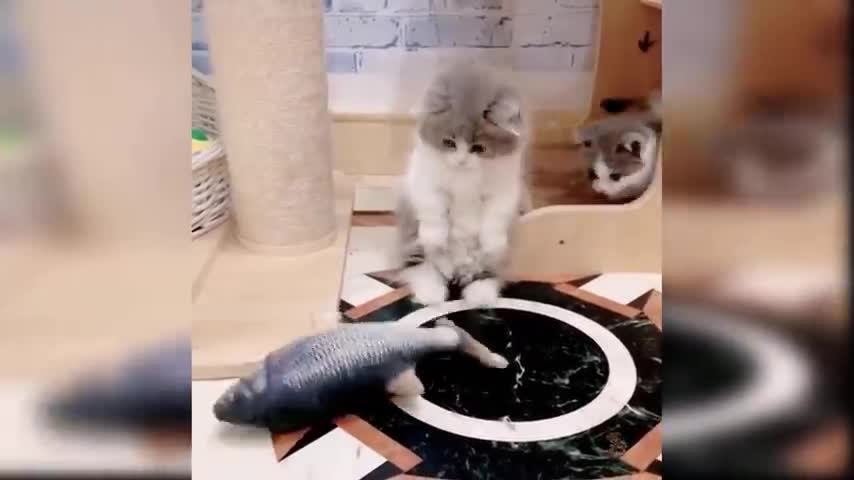 Cat videos and funny shots. And creative moves.