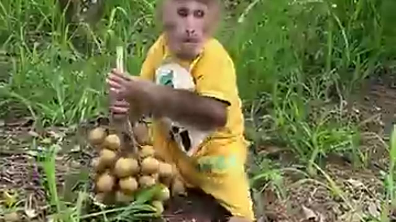 cutis monkey picking longan funny part..