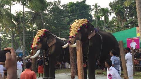 Baahubali elephant Chirakkal Kalidasan Vs Mangalamkunnu Ayyappan