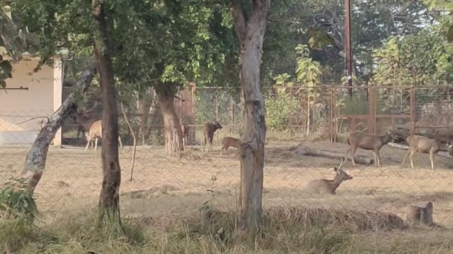 Zoo amazing animal 2022