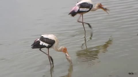 rare birds in srilanka