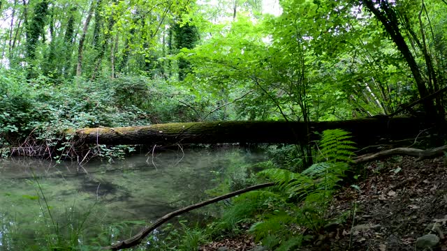 fantastic and beautiful nature with 3d sound