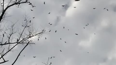 Large number of Birds.