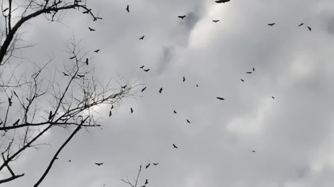 Large number of Birds.