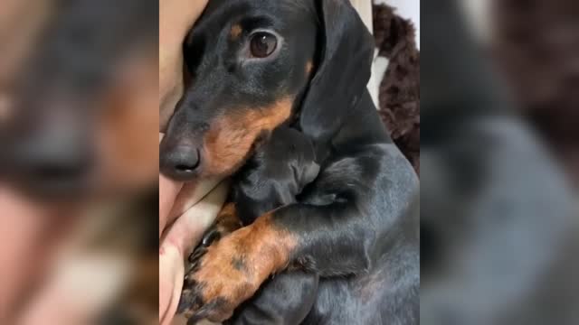 Beautiful and funny dogs