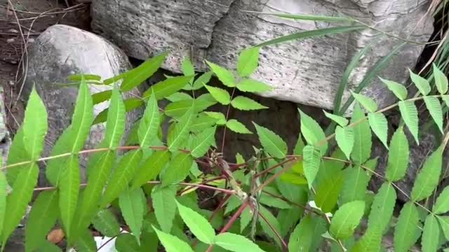 A small tree grew out of the stone