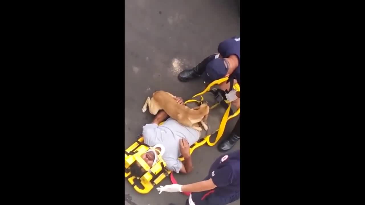 Sweet Gesture from dog When Owner had an accident || Emotional dog video to make a man cry |🥺😭😭