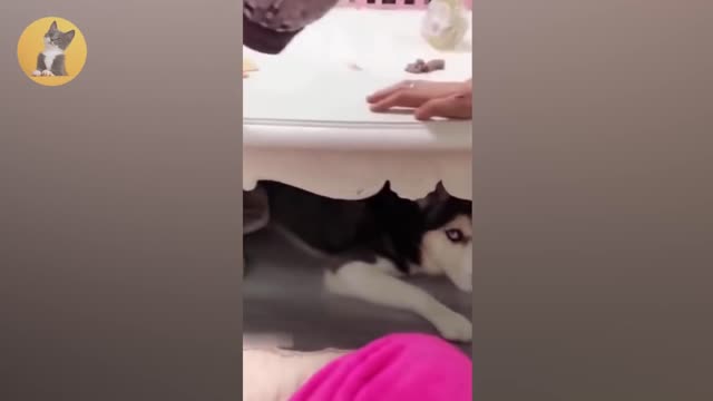 Funniest Cats And Dog's Reaction To Cutting Cake