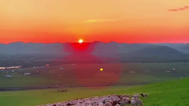 It's time for the sheep to go home at sunset