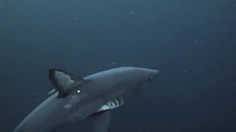 Alaska’s Deadliest Sharks