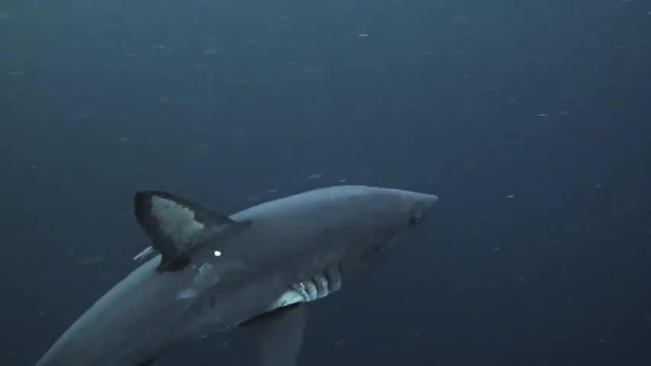 Alaska’s Deadliest Sharks