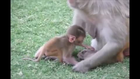 Monkey cute playing 🥰