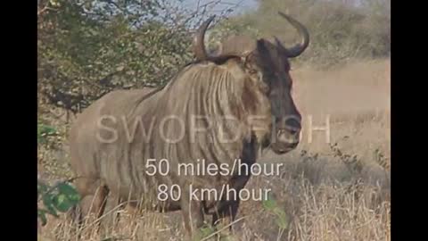 The fastest animals in the world