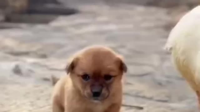 Cute puppy and goose hug