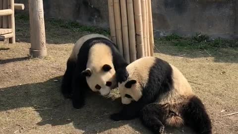 The panda