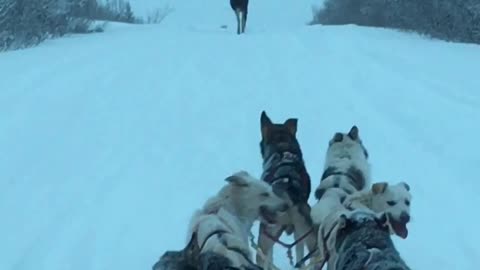 Moose Makes Way for Dog Sled Team