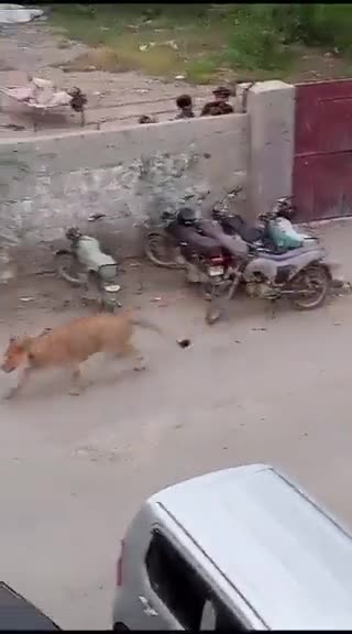 Lion spotted roaming freely on Shahra e Faisal, in the bustling city of Karachi, Pakistan.