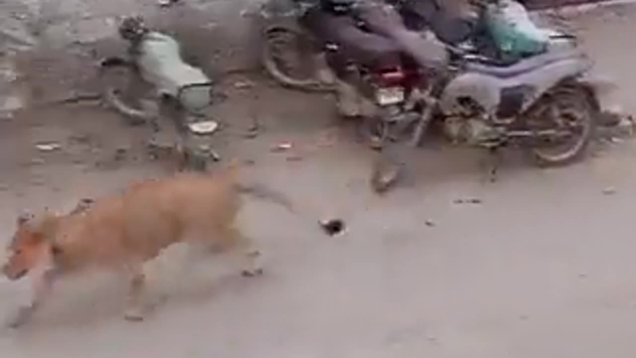 Lion spotted roaming freely on Shahra e Faisal, in the bustling city of Karachi, Pakistan.