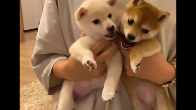 Cute Puppies Doing Funny Things