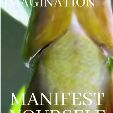 Terrifying! Fish Jumps tremendously out from the river for food