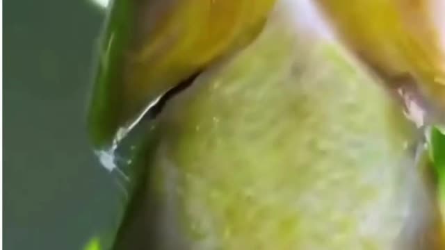 Terrifying! Fish Jumps tremendously out from the river for food