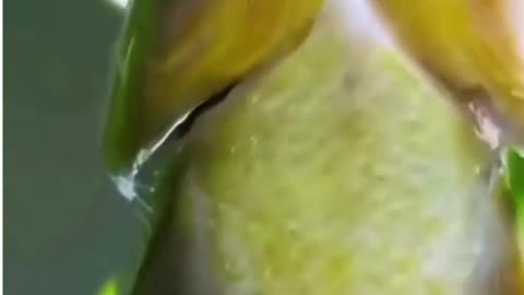 Terrifying! Fish Jumps tremendously out from the river for food