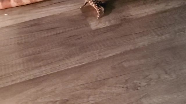 Dorothy The Diva Tegu