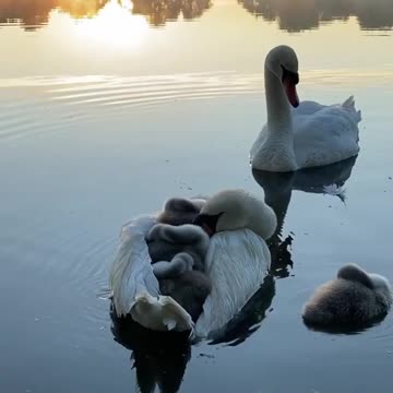 SubhaanAllah 💗.. Motherhood is the most beautiful part of life💖