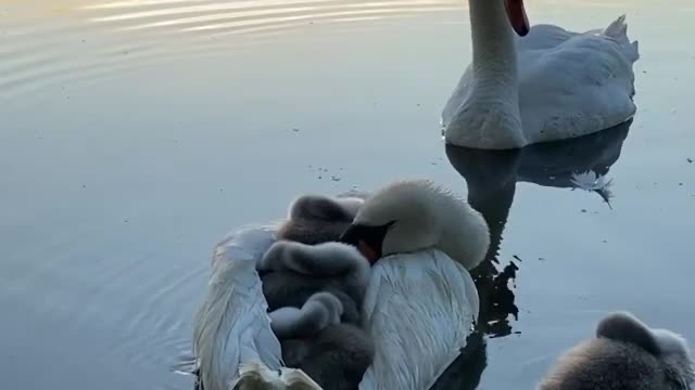 SubhaanAllah 💗.. Motherhood is the most beautiful part of life💖