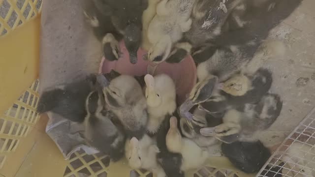 a ducklings in a traditional market