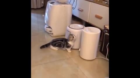 Watch These Cats Go Crazy REALLY FUUNY & CUUTE