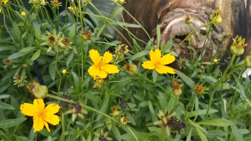 Cute little yellow flower