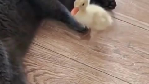 Cat snd duck love