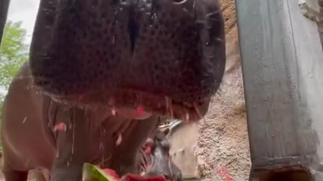 Hippo watermelon crushing! 🍉🦛