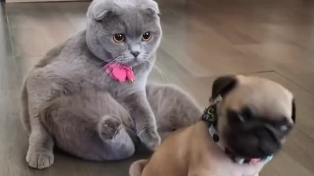 Cat staring at dog