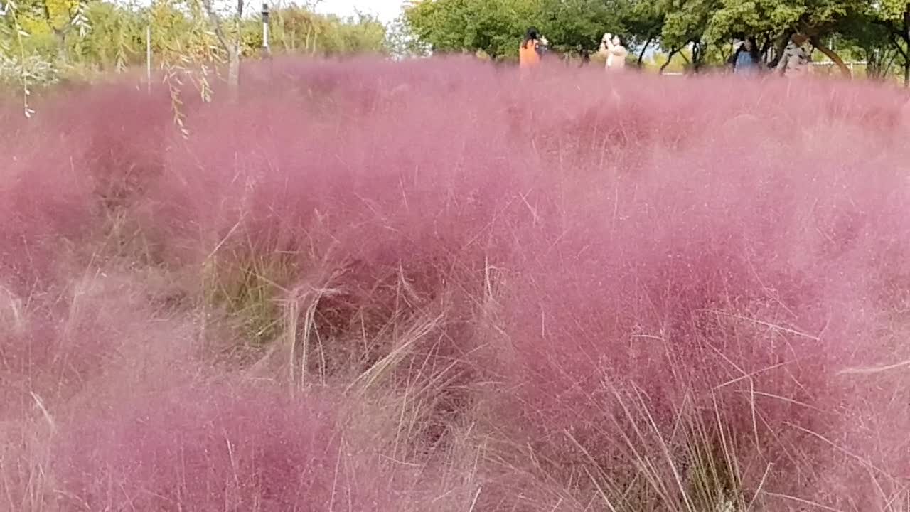 Beautiful Pink Muley