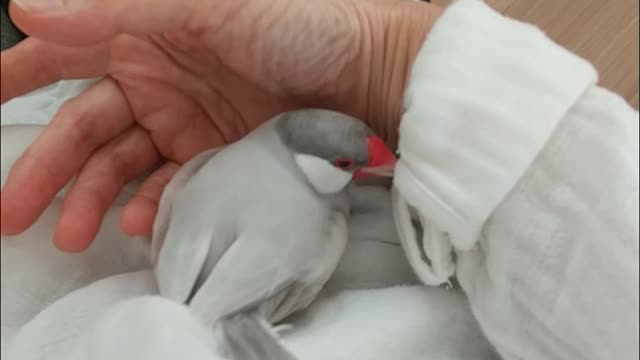 手乗り文鳥の感触