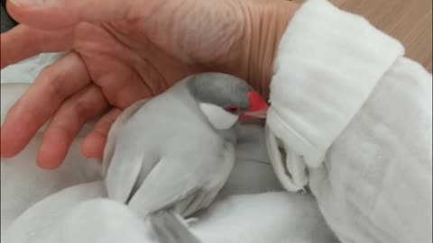 手乗り文鳥の感触