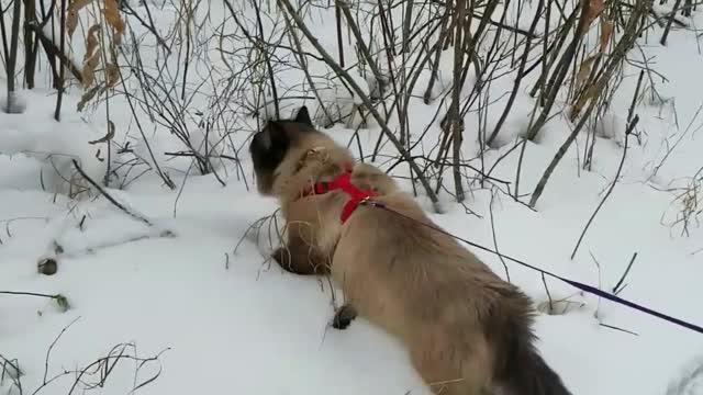 Cat Walks on Leash and Spots Dinner.