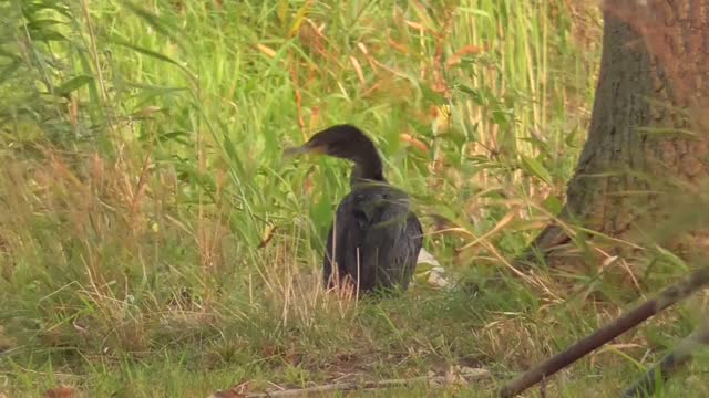 331 Toussaint Wildlife - Oak Harbor Ohio - Cormorant Comes Ashore