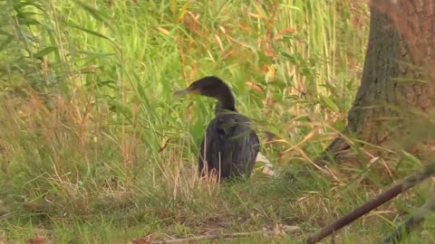 331 Toussaint Wildlife - Oak Harbor Ohio - Cormorant Comes Ashore